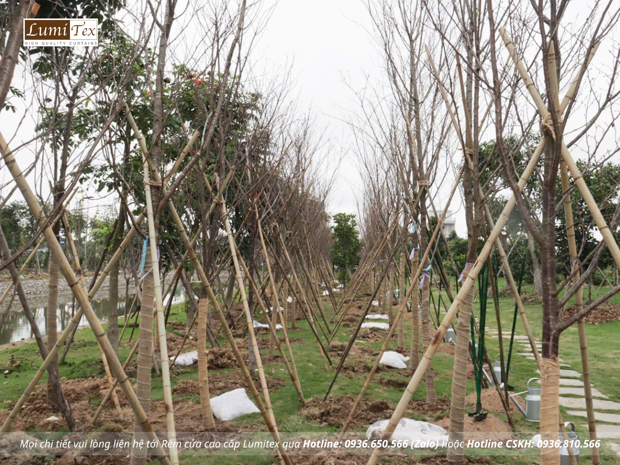 Hội Doanh nhân trẻ Hải Phòng đồng hành cùng Lễ trồng cây 2026 “Sắc Anh Đào – Nhịp cầu hữu nghị”